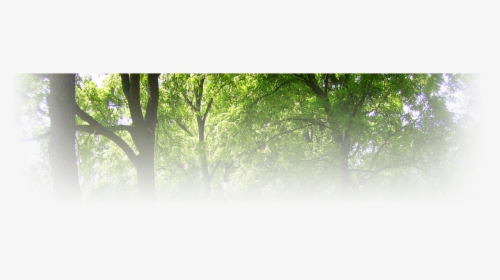 Grove, HD Png Download, Free Download