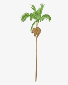 Palm Tree, HD Png Download, Free Download