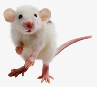 Mouse Png - Transparent Background Mice Png, Png Download, Free Download