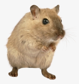 Mouse Png Images - One Mouse Two Mice, Transparent Png, Free Download