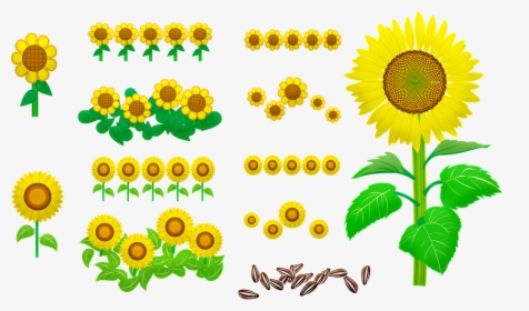 Sunflowers, Seeds, Yellow, Nature, Bloom, Flower - Sunflower Seed, HD Png Download, Free Download