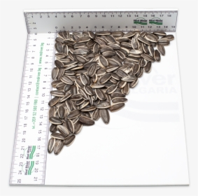 Striped Sunflower Seeds Lt2217 - Sunflower Seed, HD Png Download, Free Download