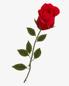 Single Long Stem Red Rose, HD Png Download, Free Download