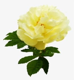 Soft Yellow Rose Graphic - Garden Roses, HD Png Download, Free Download