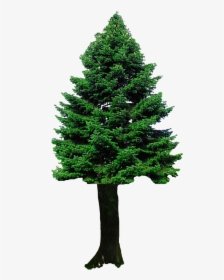 Christmas Tree Png Transparent Image - Png Image Of Tree, Png Download, Free Download