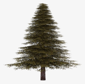 Fir Tree Transparent - Transparent Real Christmas Tree, HD Png Download, Free Download