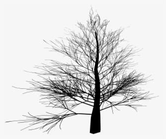 Thin Branched Tree Silhouette Clip Arts - Pine Tree No Leaves, HD Png Download, Free Download