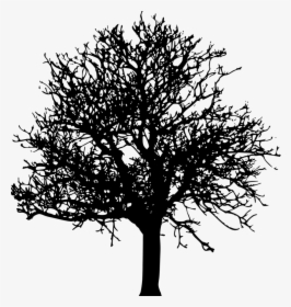 Transparent United States Silhouette Png - Black And White Transparent Background Tree Clipart, Png Download, Free Download