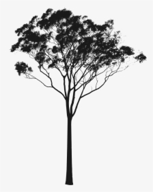 Vector Black And White Gum Tree - Gum Tree Silhouette Png, Transparent Png, Free Download