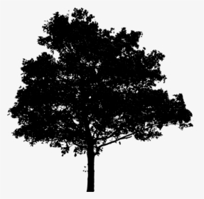 Oak Tree Silhouette Png - Tree Png Photoshop, Transparent Png, Free Download