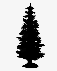 Tall Spruce Silhouette - Evergreen Tree Silhouette Png, Transparent Png, Free Download