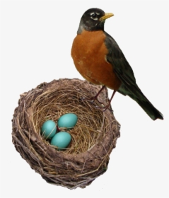 European Robin Png Background Image - Robin Bird And Eggs, Transparent Png, Free Download