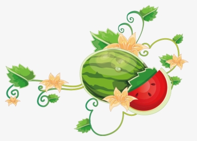 Common Grape Wine Cartoon - Watermelon Vine Vector, HD Png Download, Free Download
