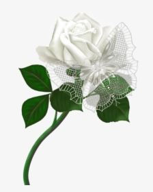 #mq #lace #white #flowers #flower #rose - Garden Roses, HD Png Download, Free Download