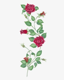 Transparent Rose Vine Png - Rose And Vine Tattoo, Png Download, Free Download