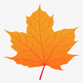 Maple Leaf - Feuille D Érable À Sucre, HD Png Download, Free Download