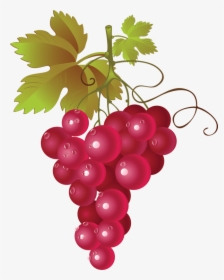 Hop Grape Vines - Red Grapes Png Clipart, Transparent Png, Free Download