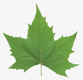 Green Maple Leaf Transparent, HD Png Download, Free Download