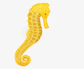 Transparent Background Seahorse Clipart, HD Png Download, Free Download