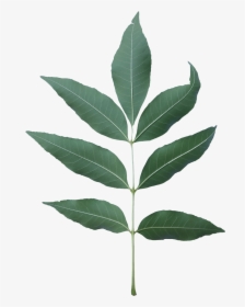 Ash Tree Leaf Png, Transparent Png, Free Download