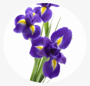 Happy Mothers Day Iris, HD Png Download, Free Download