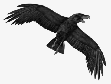 Transparent Crow Png, Png Download, Free Download