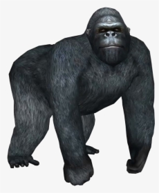 Gorilla Png Hd Background - Gorilla Pictures White Background, Transparent Png, Free Download