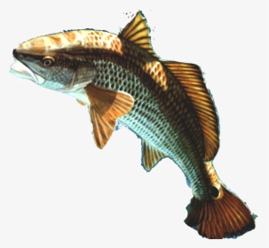 Brown Fish Png - Fish Head Transparent Background, Png Download, Free Download
