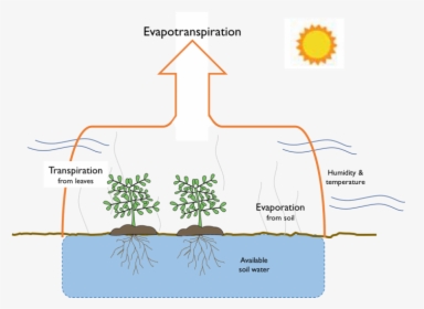 Schematic Of Evapotranspiration - Evapotranspiration Png, Transparent Png, Free Download