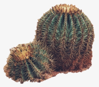 #sticker #cactus #plants #desert #green - Desert Plants Transparent, HD Png Download, Free Download