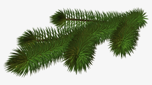 Transparent Branch Png - Christmas Tree Branch Png, Png Download, Free Download