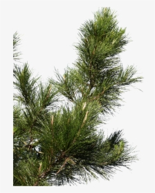 Clip Art Pine Spruce Cone Transprent - Pine Tree Branch Png, Transparent Png, Free Download