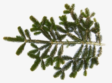 Fir Branch , Png Download - Pine Tree Leaf Texture, Transparent Png, Free Download
