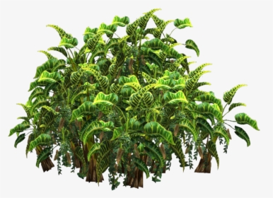 Jungle Plant Png - Palm Tree Shrub Png, Transparent Png, Free Download