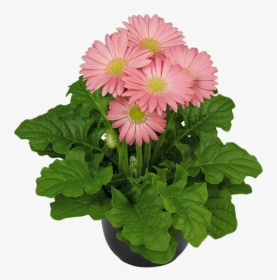 Transvaal Daisy, HD Png Download, Free Download