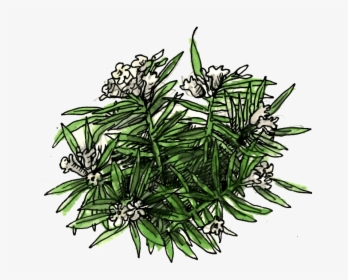 Nerium Oleander Illustration - Pond Pine, HD Png Download, Free Download