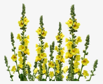 Wild Flowers, Meadow, Wildflowers, Yellow Flowers - Полевое Растение С Желтыми Цветами, HD Png Download, Free Download