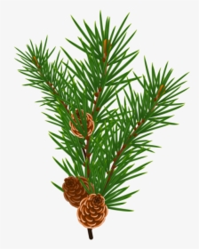 Fir,pine Family,plant - Christmas Tree Branch Vectors, HD Png Download, Free Download
