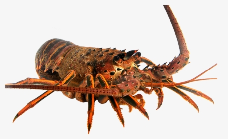 Transparent Lobster Png - American Lobster, Png Download, Free Download