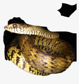 Serpent, HD Png Download, Free Download