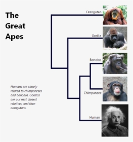 The Great Apes - Phylogenetic Tree Apes, HD Png Download, Free Download
