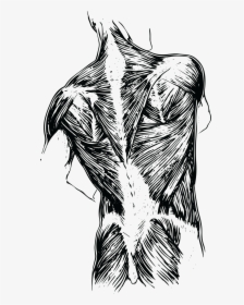 Back1 - Muscle Spasm Drawing, HD Png Download, Free Download