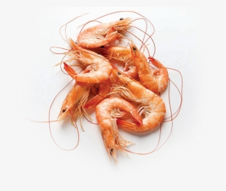 Health Benefits Of Shrimp, HD Png Download, Free Download