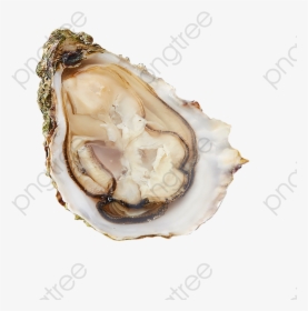 Wild Oyster Shell, Shell Clipart, Seafood, Delicious - Oyster Shell Png, Transparent Png, Free Download