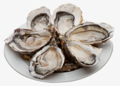 Oysters Png, Transparent Png, Free Download