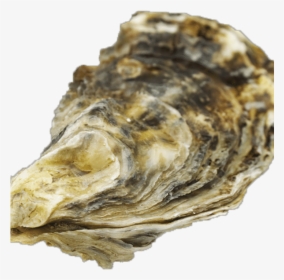 Transparent Background Oyster Shell Png, Png Download, Free Download