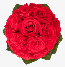 Royal Red - Floribunda, HD Png Download, Free Download