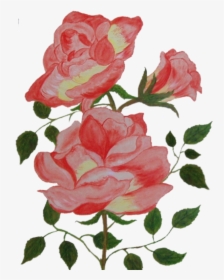 9 Image - Garden Roses, HD Png Download, Free Download