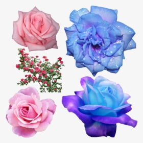 Aesthetic Blue Flower Transparent, HD Png Download, Free Download