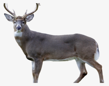 Jpg Deer, HD Png Download, Free Download